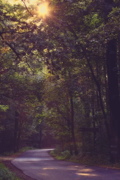 Vacker sommar natur växt — Stockfoto