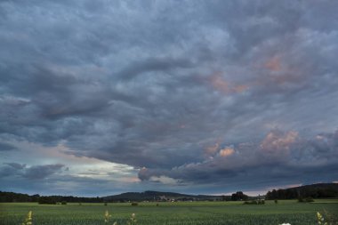 Çayır doğal bitki