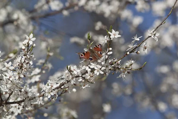 Flowering meadow  animal — Stock Photo, Image