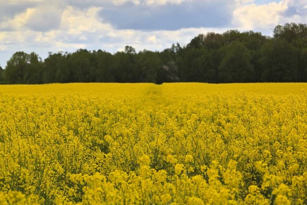 Blühende Wiese natürliche Pflanze — Stockfoto