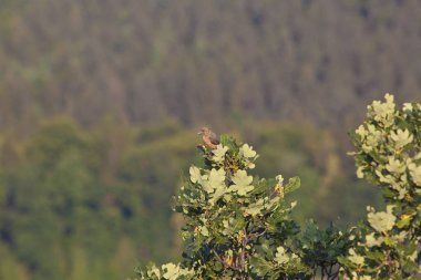 kuş fotoğraf avcı