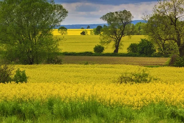 Frühlingslandschaft mit gelbem Rapsfeld — Stockfoto