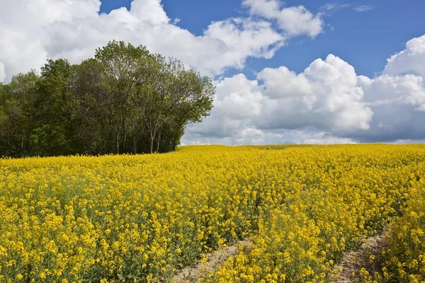 Frühlingslandschaft mit gelbem Rapsfeld — Stockfoto