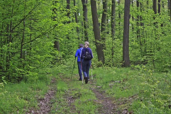 Escursionisti nella foresta — Foto Stock