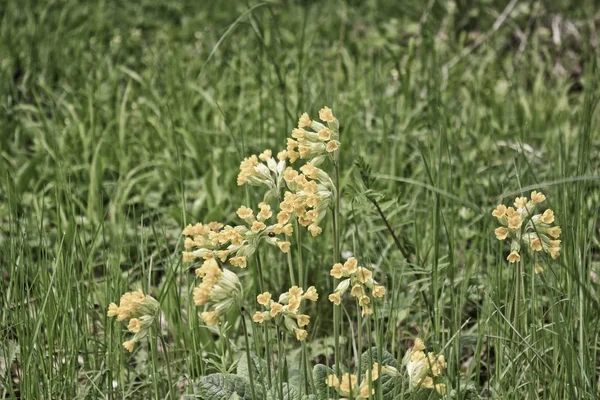 Flowering Meadow  summer — Stock Photo, Image