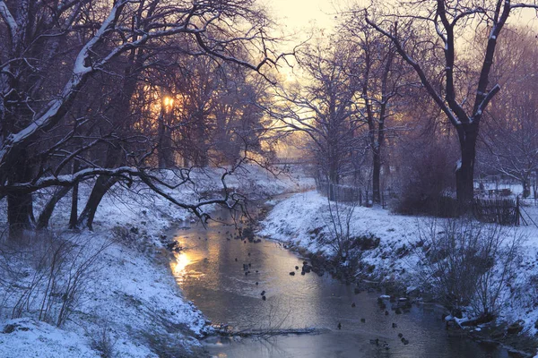 Zima rzeka z kaczki wcześnie rano — Zdjęcie stockowe