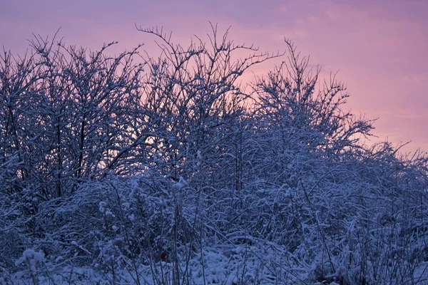 Зимний парк ранним утром восход солнца — стоковое фото