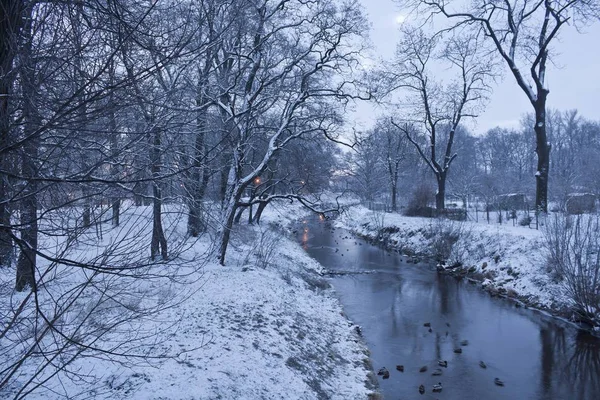 Río de invierno con patos temprano en la mañana —  Fotos de Stock