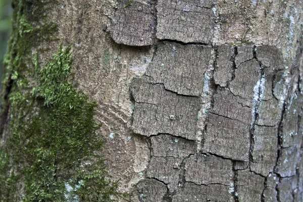 Moss ile ağacı — Stok fotoğraf