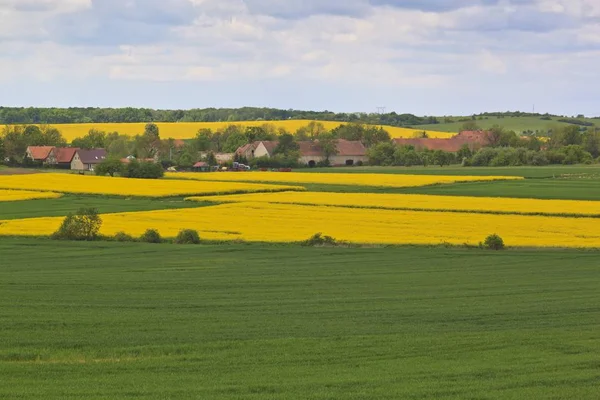 Spring landscape with yellow rape field — Stock Photo, Image