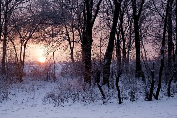 Parc d'hiver au lever du soleil tôt le matin — Photo