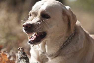 Labrador portre evde beslenen hayvan