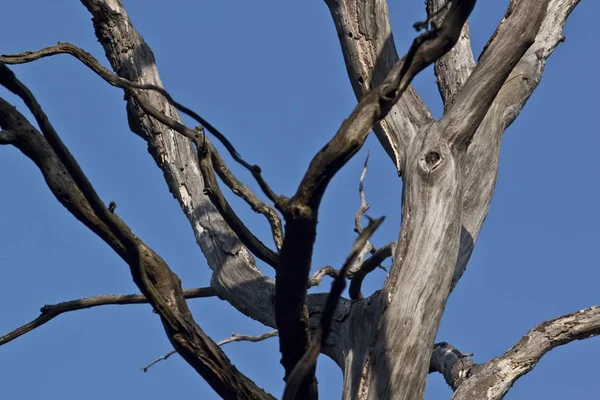 Corteza de árbol vieja naturaleza —  Fotos de Stock