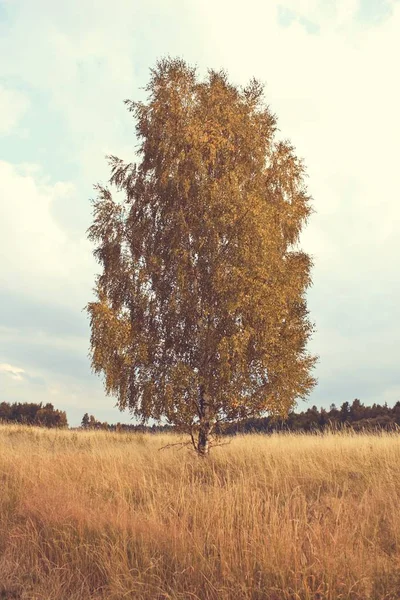 Yalnız ağaç güzel — Stok fotoğraf