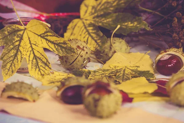 Autumn flowers, chestnuts — Stock Photo, Image