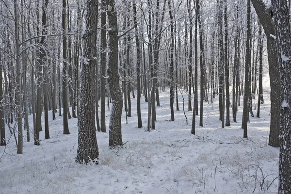 Winter Wonderland snöiga scen — Stockfoto