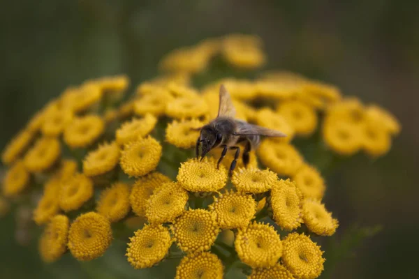 Biene auf der Blume — Stockfoto
