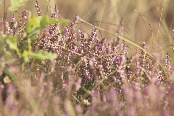 Bloeiende weide zomerdag — Stockfoto