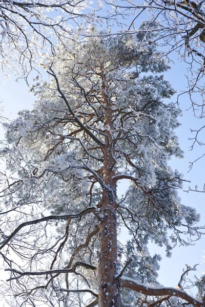 Winter Wonderland ijs boom — Stockfoto