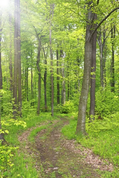 Skog landskap sommaren — Stockfoto