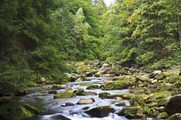 Schöner Waldbach — Stockfoto