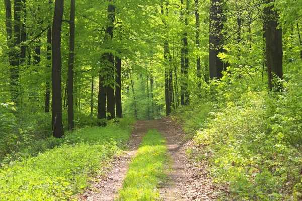 아름 다운 숲 다채로운 — 스톡 사진