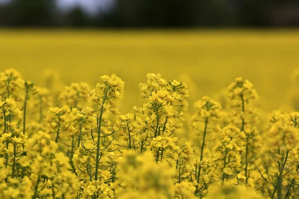 Campo di colza giallo — Foto Stock
