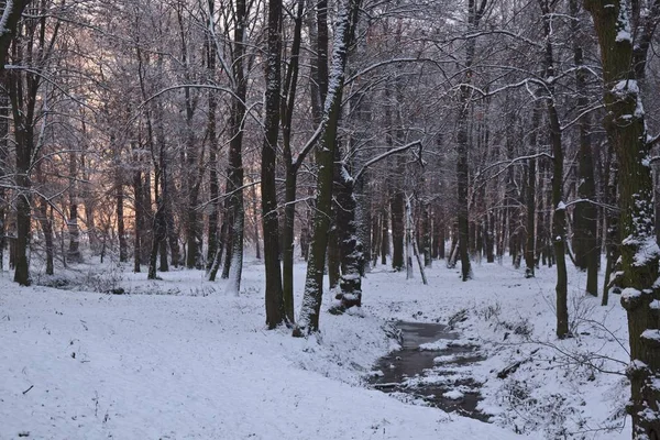 Vinter river med ankor tidigt på morgonen — Stockfoto