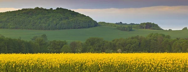 Jarní krajina s polem žlutý znásilnění — Stock fotografie