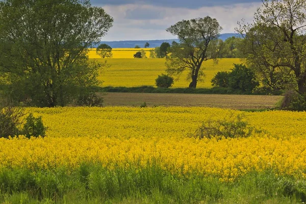 Frühlingslandschaft mit gelbem Rapsfeld — Stockfoto