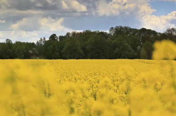 Paesaggio primaverile con campo di colza giallo — Foto Stock