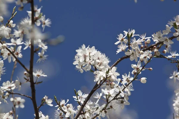 Flowers of the cherry blossoms on a spring day — Stock Photo, Image