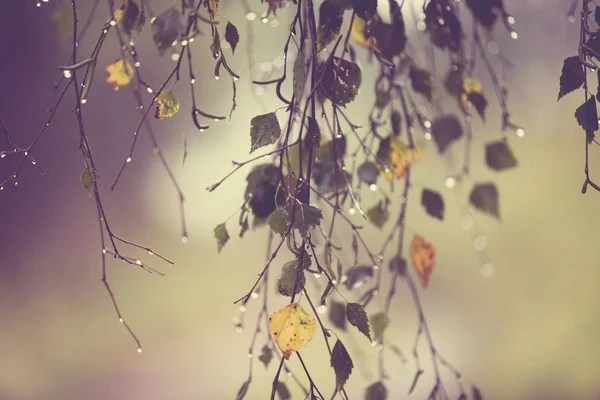 Branch of birch with raindrops - selective focus — Stock Photo, Image