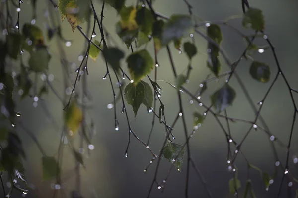 Ramo de vidoeiro com gotas de chuva - foco seletivo — Fotografia de Stock
