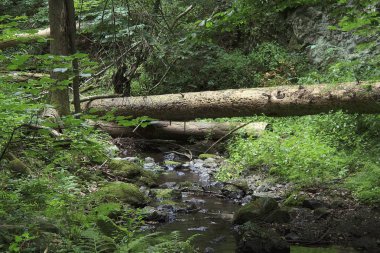 açık havada doğal orman creek