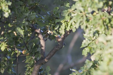 Açık havada doğal kuş