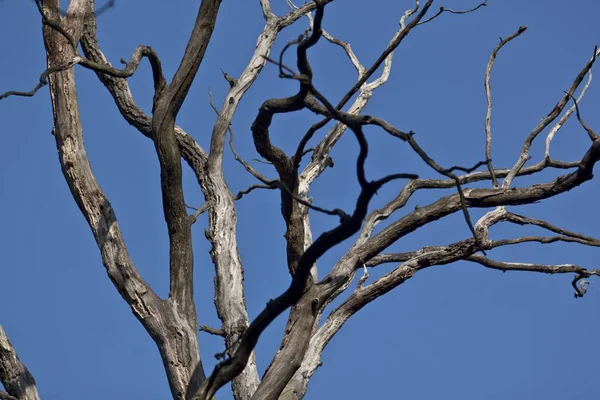 Ağaç kabuğu açık havada doğal — Stok fotoğraf