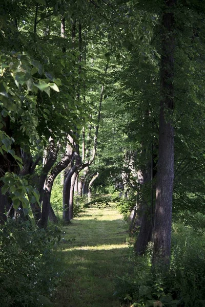 Beautiful summer   natural outdoors — Stock Photo, Image