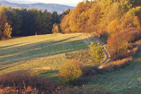 Schöner Sommer natürlich — Stockfoto