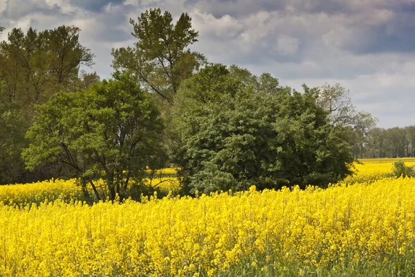 Paesaggio primaverile con campo di colza giallo — Foto Stock