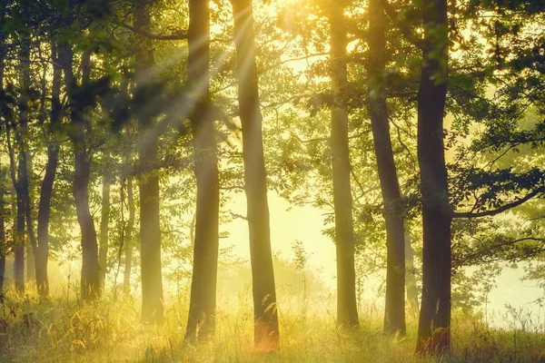 Foggy skog tidigt på morgonen — Stockfoto