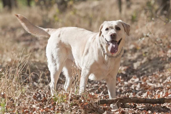 Labrador retrato felicidade — Fotografia de Stock