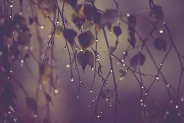 Yağmur damlaları - seçici odak ile huş ağacı dalı