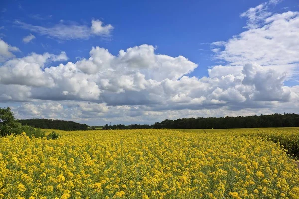 Frühlingslandschaft mit gelbem Rapsfeld — Stockfoto