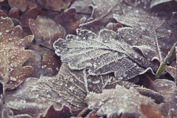 Frost Close-up — Stok fotoğraf