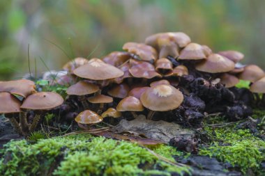 olmayan yenilebilir mantar düşmüş yaşlı bir ağaç üzerinde 