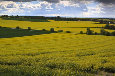 Bahar yatay, sarı tecavüz alan