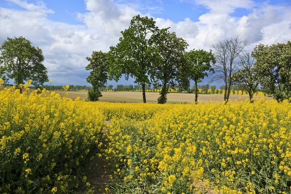 Frühlingslandschaft mit gelbem Rapsfeld — Stockfoto