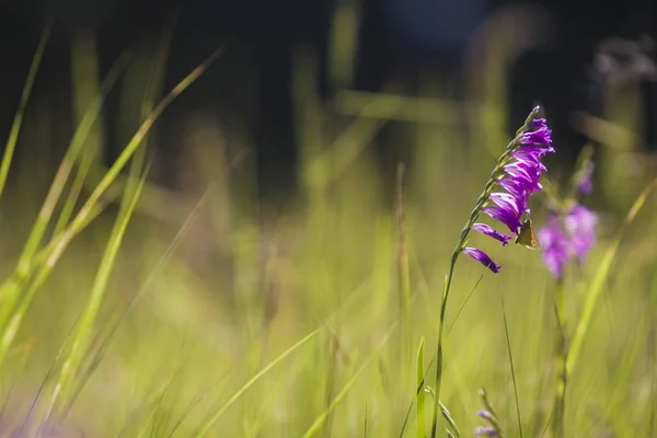 Roze wilde bloem mistige ochtend — Stockfoto