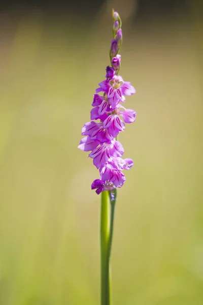 Pink wild flower — Stock Photo, Image